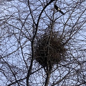 HOME, SWEET HOME, MAGPIE-STYLE!