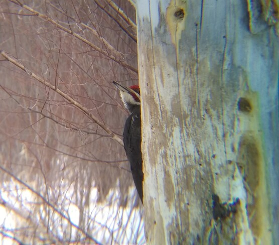Pileated Woodpecker Ficko, ON