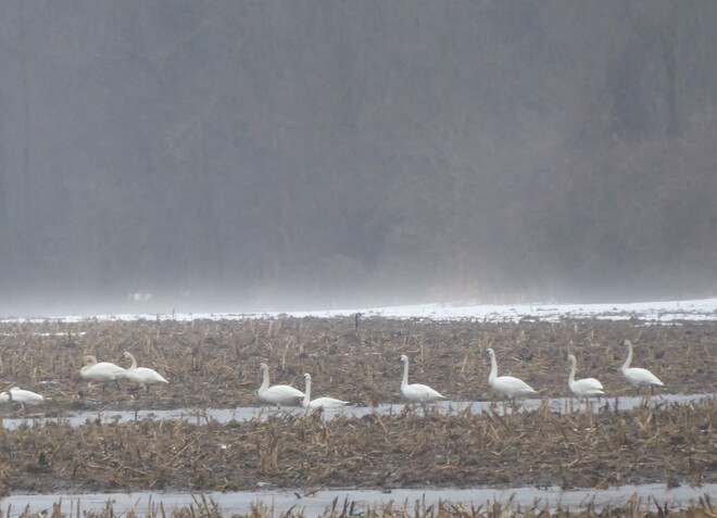 By Atwood, the tundra swans Atwood, ON