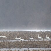 By Atwood, the tundra swans