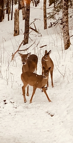 Deer family Minden Hills, Ontario, CA