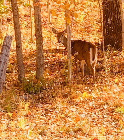 Deer Haliburton, Ontario, CA