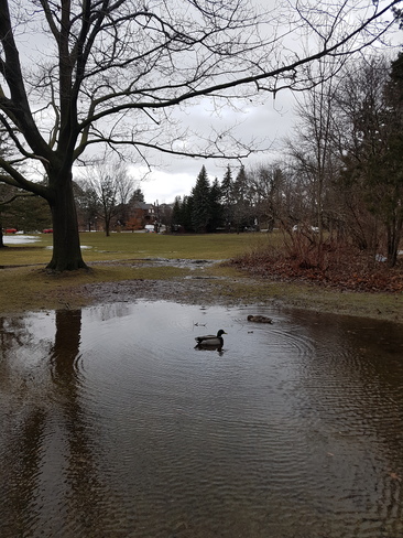 Duck Puddle Pond Kitchener, ON