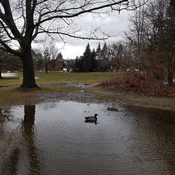 Duck Puddle Pond