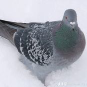 Snow Pigeon on a chill