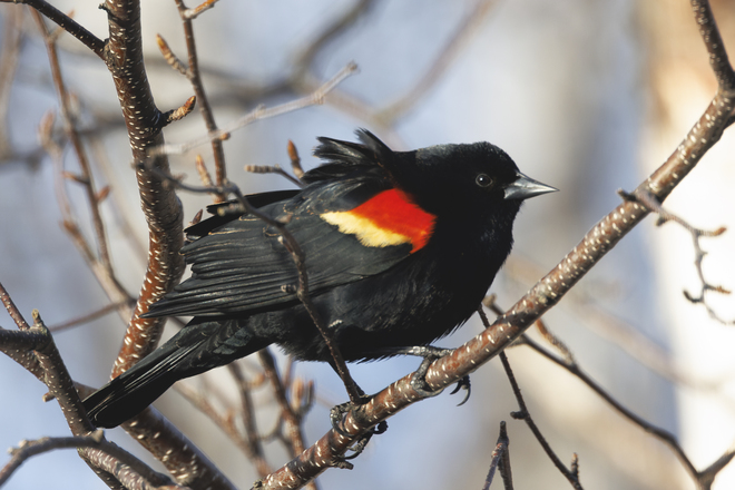 Red-winged Blackbird Thornbury, ON