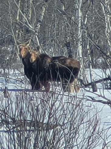 Moose on the loose Rama, SK