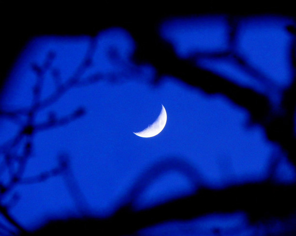 Moon through the trees. Waasis, NB