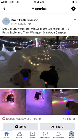 Pugs in snow tunnels Winnipeg, Manitoba, CA