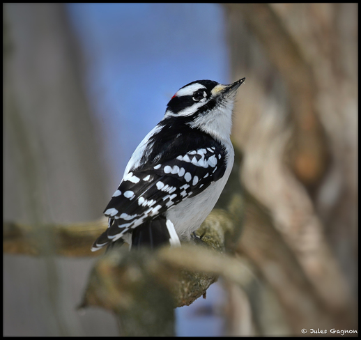 Downy woodpecker Ottawa, ON
