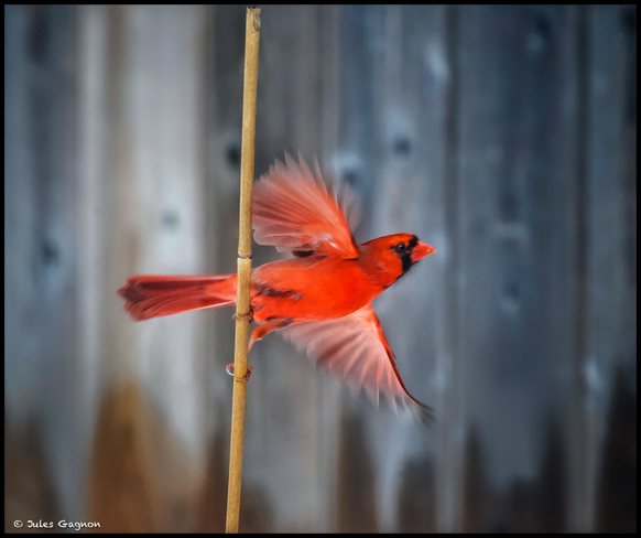 Cardinal flight Ottawa, Ontario, CA