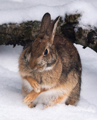 CottonTail Rabbit in the Yard 447085 10th Concession, Flesherton, ON