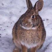 CottonTail Rabbit in the Yard