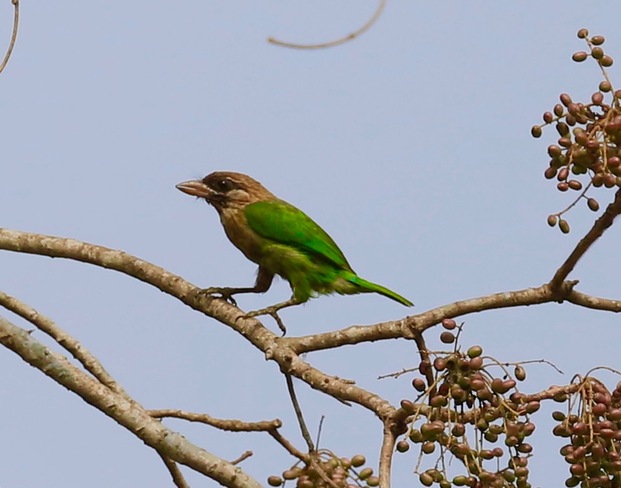 Nature Cochin, Kerala, India