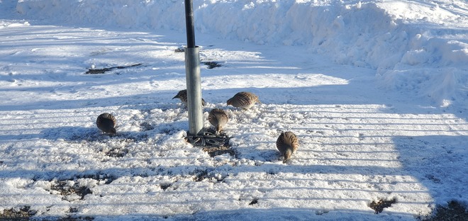 Prairie Chickens Snacking at Pelican Lake, MB Prairie Lakes, MB