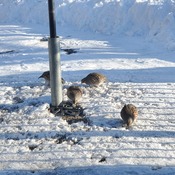 Prairie Chickens Snacking at Pelican Lake, MB