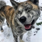 Happy dog in the snowfall