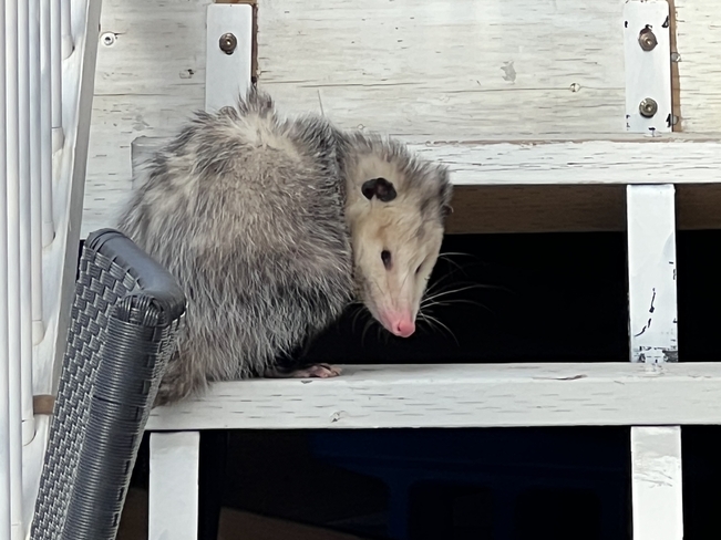 Possum at our deck Guelph-Eramosa, Ontario, CA