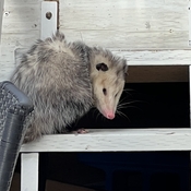 Possum at our deck