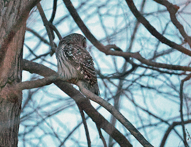 Barred Owl at night with the R6 MK2 Ottawa, ON