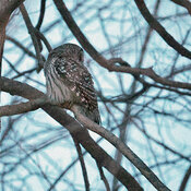 Barred Owl at night with the R6 MK2