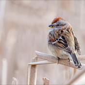 Tree Sparrow - Raymond Barlow
