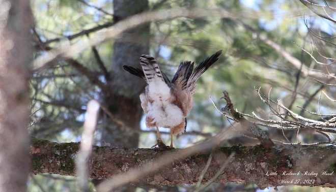 Morning Yoga With A Cooper's Hawk Westmeath, ON