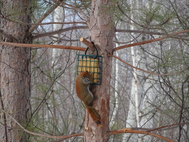 Very Hungry Squirrels Sudbury, ON