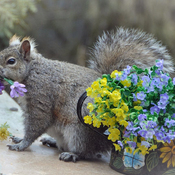 Easter flowers for squirrel.