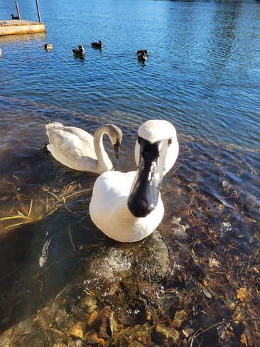 swan Washago, ON
