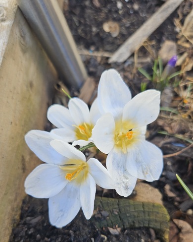 Spring Bloom London, ON