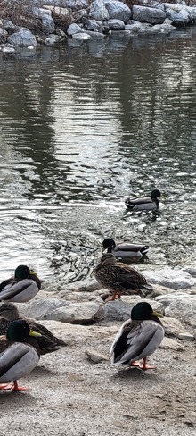 Ducking Mississauga, ON