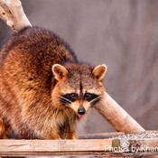 hungry raccoon