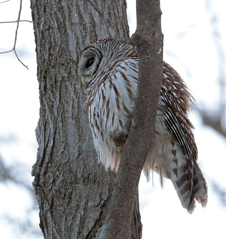Barred Owl Ottawa, ON
