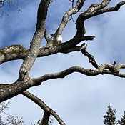 SeaGull in a tree