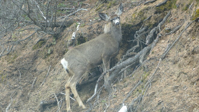 Mule Deer Grand Forks, BC