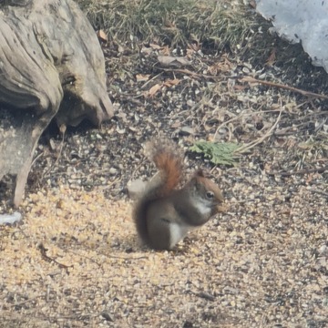 The little red squirrel is out... HMW