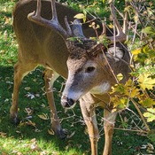 Backyard Buck