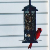 I thought Cardinals were supposed to be a sign of spring?
