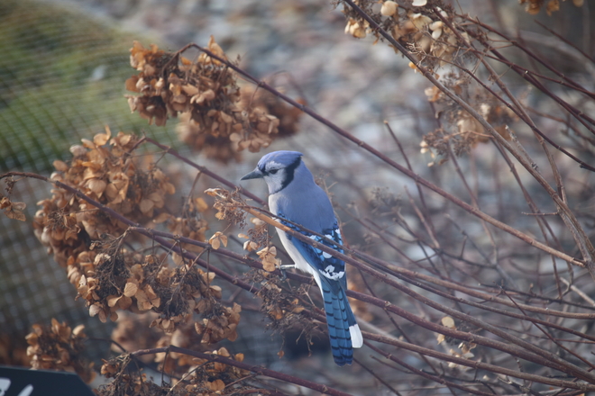 Blue Jay Ingleside, Ontario, CA