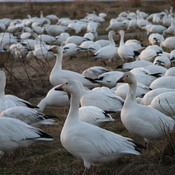 snow geese stop the traffic