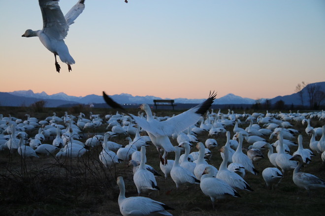 snow geese stop the traffic Terra Nova Rural Park Farm Centre, Westminster Highway, Richmond, BC