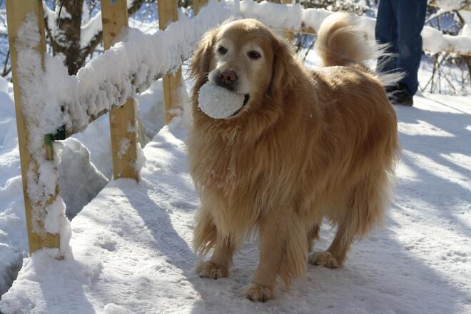 Dog in snow Ottawa, ON