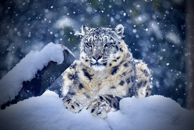 snow leopard Granby, QC