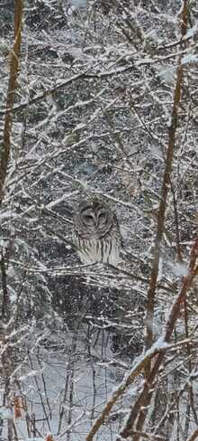 Barred Owl in Algonquin Highlands Algonquin Highlands, ON