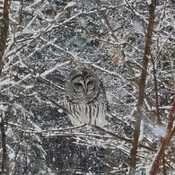 Barred Owl in Algonquin Highlands
