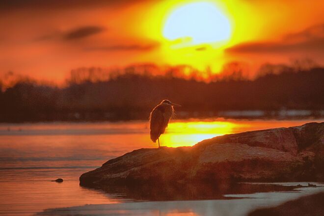 Watching the sunrise. Bay of Quinte, Hastings County, ON