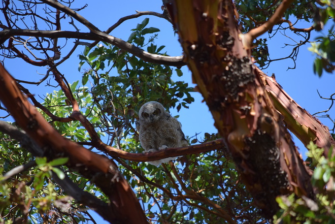 Owls in Beacon Hill Park Victoria, BC