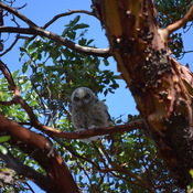 Owls in Beacon Hill Park