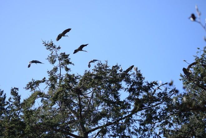 Heron Nesting time Victoria, BC